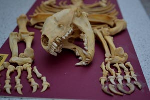 badger skull